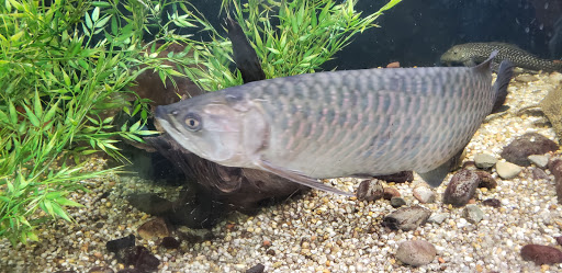 Pet Store «All Pets Club», reviews and photos, 405 Queen St, Southington, CT 06489, USA