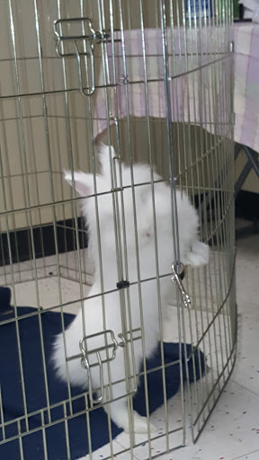 Pet Supply Store «Petco Animal Supplies», reviews and photos, 855 E Bidwell St, Folsom, CA 95630, USA