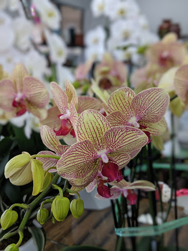 Florist «Seacliff Florist», reviews and photos, 19365 Main St #107, Huntington Beach, CA 92648, USA