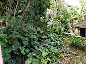 Maui Historical Society - photo 57