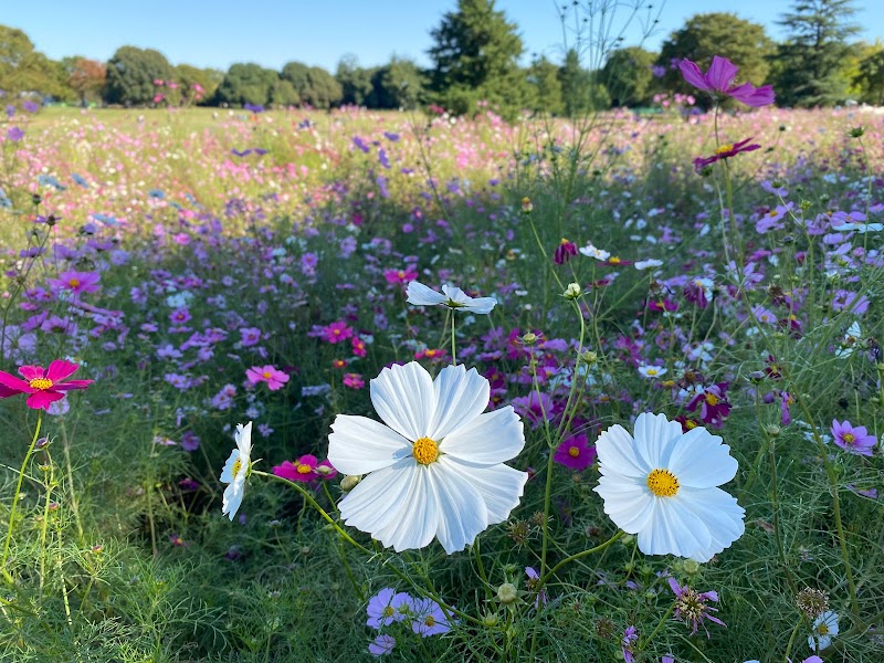 みんなの原っぱ 西花畑