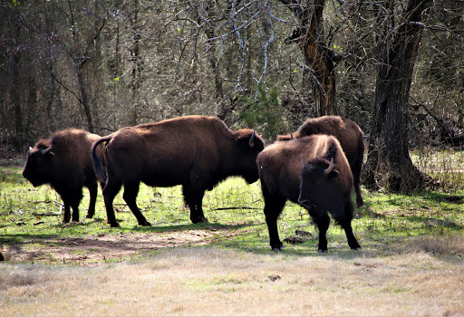 National Park «Chickasaw National Recreation Area», reviews and photos, 901 W 1st St, Sulphur, OK 73086, USA