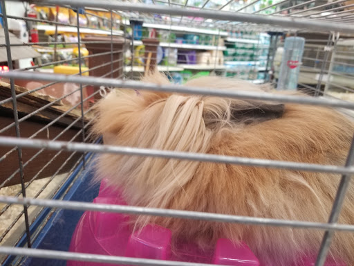 Pet Supply Store «PetKraze», reviews and photos, 100 Independent Way, Brewster, NY 10509, USA