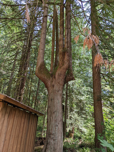 Forestry Service «Hopkins Demonstration Forest», reviews and photos, 16750 S Brockway Rd, Oregon City, OR 97045, USA