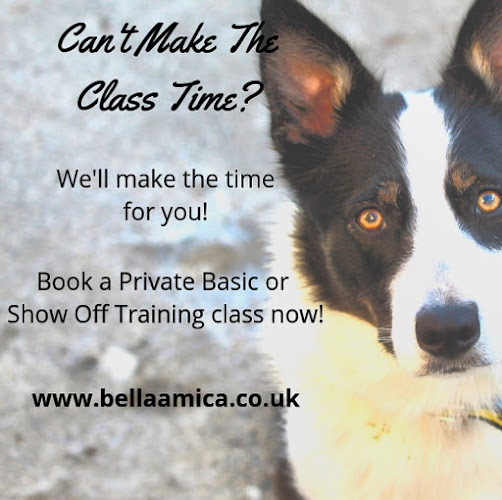Comments and reviews of Bella Amica Dog School