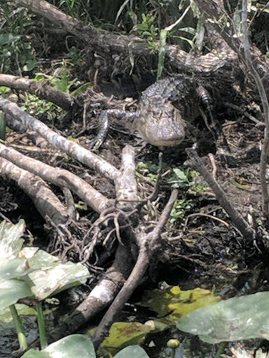 Recreation «Kissimmee Swamp Tours», reviews and photos, 4500 Joe Overstreet Rd, Kenansville, FL 34739, USA