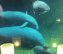 Manati-Haus Zoo photo