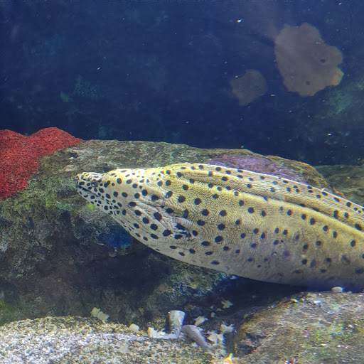 Amusement Park «The Pavilion Park», reviews and photos, 1171 Celebrity Cir, Myrtle Beach, SC 29577, USA