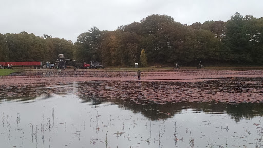 Nature Preserve «The Nature Trail and Cranberry Bog», reviews and photos, 252 Patriot Pl, Foxborough, MA 02035, USA