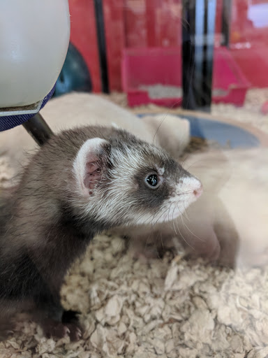 Pet Supply Store «Petco Animal Supplies», reviews and photos, 8700 Preston Rd #105, Plano, TX 75024, USA