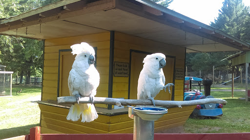 Zoo «Bailiwick Animal Park and Riding Stables», reviews and photos, 118 Castle Rd, Catskill, NY 12414, USA