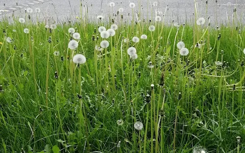 Pamuk Koşu Yolu image