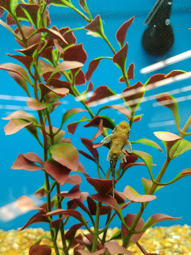 Pet Supply Store «Petco Animal Supplies», reviews and photos, 21178 E Ocotillo Rd, Queen Creek, AZ 85142, USA