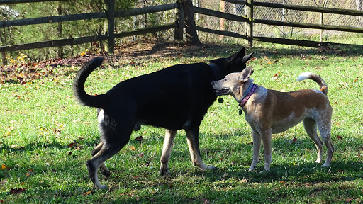 Dog Trainer «Awesome Dawgs Dog Training LLC», reviews and photos, 3052 Pricetown Rd, Temple, PA 19560, USA