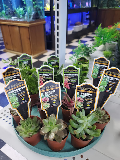 Tropical Fish Store «D-N-D Aquariums & Pet Shop», reviews and photos, 1016 S Armstrong Ave # 103, Denison, TX 75020, USA