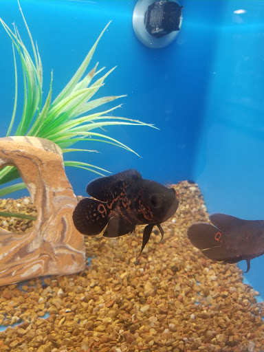 Pet Supply Store «PetSmart», reviews and photos, 11945 Central Ave, Chino, CA 91710, USA