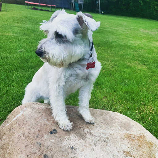 Pet Supply Store «Pet Supplies Plus», reviews and photos, 30034 Detroit Rd, Westlake, OH 44145, USA