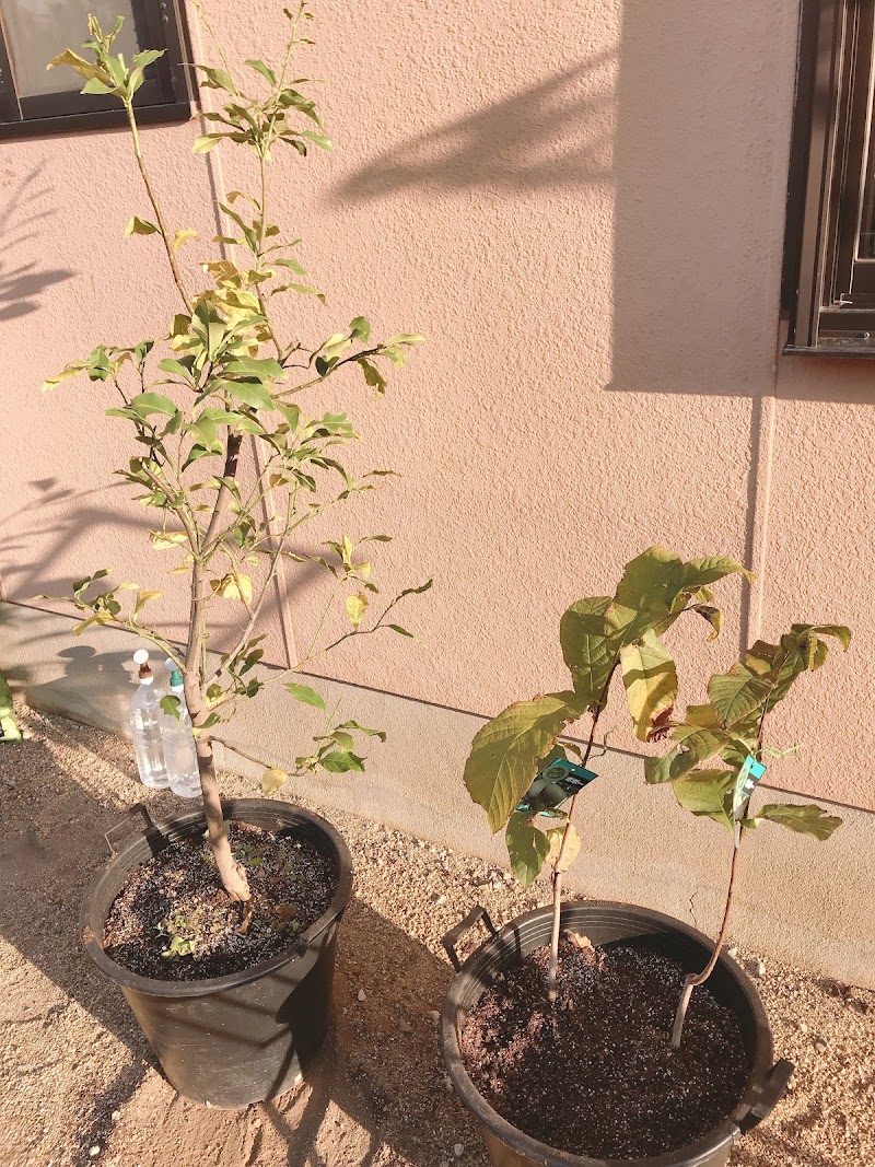 ブレスガーデン泉南本店 大阪府泉南市信達牧野 花屋 花 グルコミ