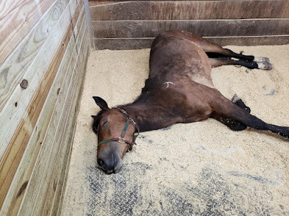 TaylorSelect Horse Bedding