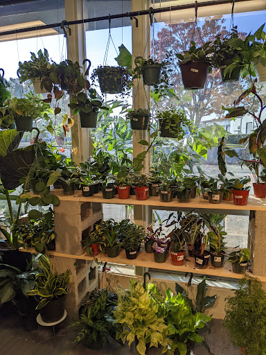 Urban rooted plant shop
