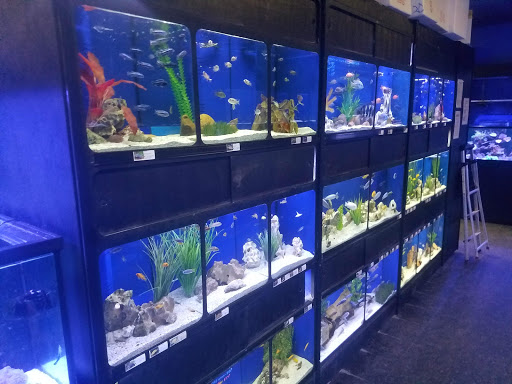 Tropical Fish Store «Exotic Aquatics», reviews and photos, 2929 Custer Rd #317, Plano, TX 75075, USA