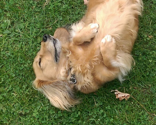 Florist «Green Cottage», reviews and photos, 1204 NY-213, High Falls, NY 12440, USA