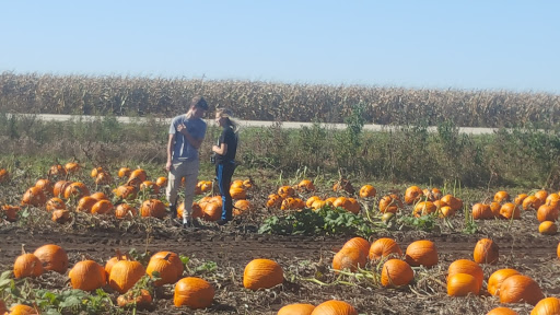 Pumpkin Patch «Barts Farm and Pumpkin Patch», reviews and photos, 7307 Alburnett Rd, Marion, IA 52302, USA