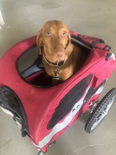 Bicycle Store «Finnimore Cycle Shop», reviews and photos, 2353 Periwinkle Way, Sanibel, FL 33957, USA