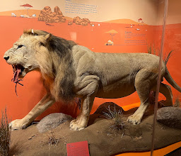 Iziko South African Museum photo