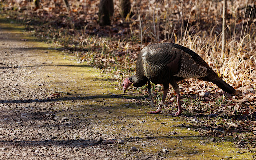 Blendon Woods Metro Park image 9