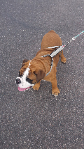 Pet Supply Store «PetSmart», reviews and photos, 466 S Watson Rd, Buckeye, AZ 85326, USA