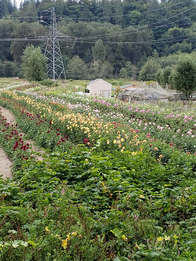 Park «Machias Trailhead Park», reviews and photos, 1626 Virginia St, Snohomish, WA 98290, USA