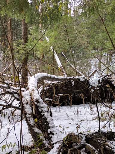 Nature Preserve «Centennial Woods Natural Area», reviews and photos, I-89, Burlington, VT 05401, USA