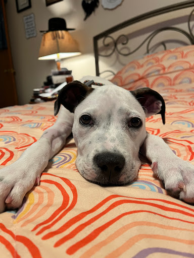 Staunton Dog Wash LLC