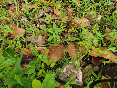 Makam Panglima Kulup ali