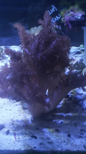 Tropical Fish Store «Saltwater Paradise», reviews and photos, 1313 W Airport Fwy, Irving, TX 75062, USA