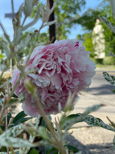 Explore bladder cancer tattoo ideas, creative tattoo ideas in Metuchen, available at Iron & Pine Tattoo Co.