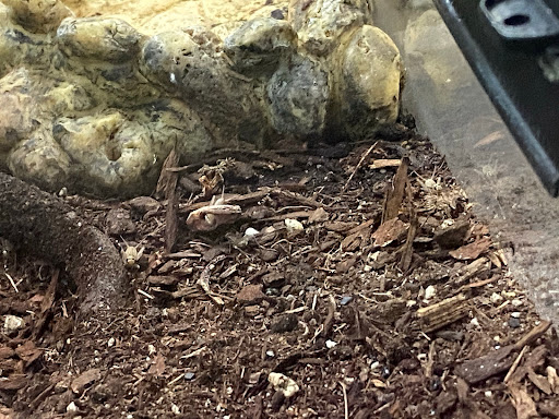 Pet Supply Store «Coastline Pet Supply», reviews and photos, 3530 Northgate Dr, Myrtle Beach, SC 29588, USA