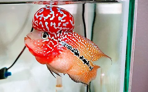 Shaziya flowerhorn farm - Flowerhorn fish in Coimbatore image