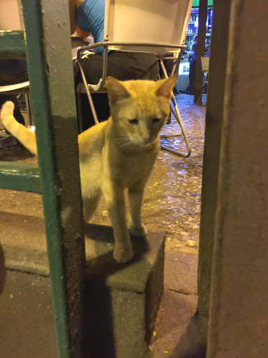 Cafeteria de gatos en San Juan