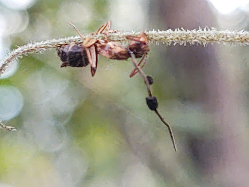 Nature Preserve «Black Hammock Wilderness Area», reviews and photos, 3276 Howard Ave, Oviedo, FL 32765, USA