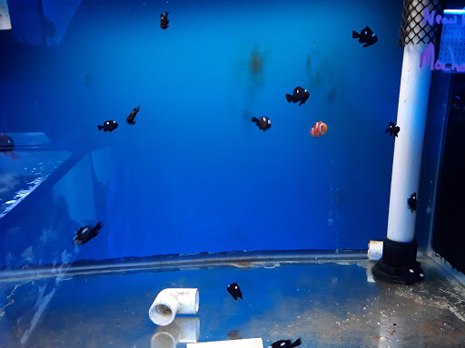 Pet Store «Pet Connection», reviews and photos, 29551 Five Mile Road, Livonia, MI 48154, USA