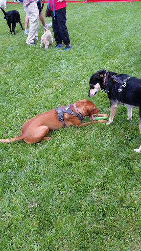 Park «Long Bridge Park», reviews and photos, 475 Long Bridge Drive, Arlington, VA 22202, USA