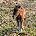 Photo n°13 de l'avis de Balle. fait le 14/01/2018 à 15:56 sur le  Café zum Schafstall à Kevelaer