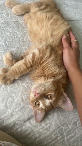 Lebeche Veterinarios en San Juan De Los Terreros