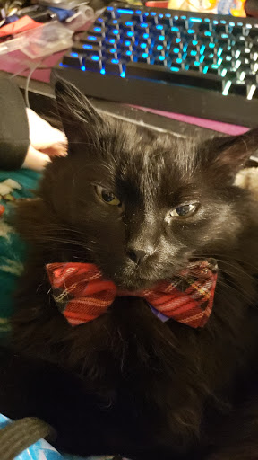 Pet Supply Store «Concord Pet Foods & Supplies», reviews and photos, 599 Jimmy Dr, Smyrna, DE 19977, USA