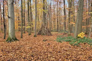 Büdericher Wald image