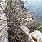 Photo n°1 de l'avis de Maria.i fait le 12/01/2021 à 07:55 sur le  Marina di Sant'Elmo à Cagliari