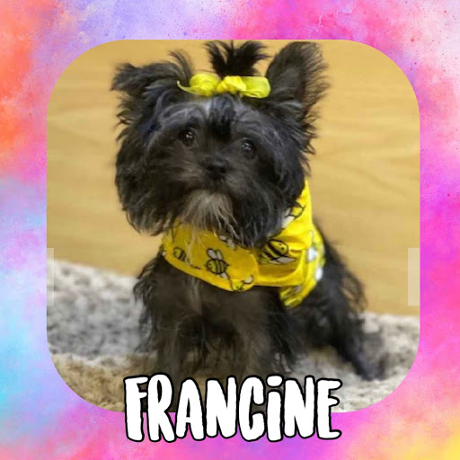 Pet Store «Pet Express», reviews and photos, 100 Independence Way, Danvers, MA 01923, USA