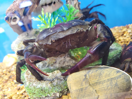 Pet Supply Store «Petco Animal Supplies», reviews and photos, 2895 Gulf Fwy S, League City, TX 77573, USA